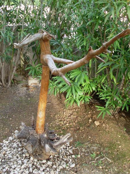 LES RACINES DE LA PAIX