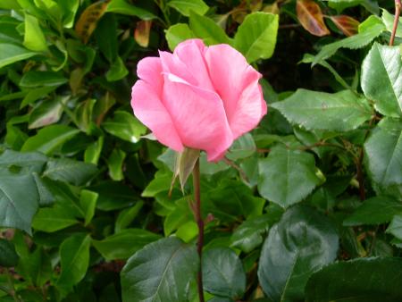 COURRIER POUR DES INCONNUS