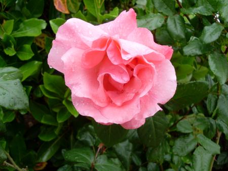 UN AMOUR ENTRE CIEL ET TERRE suite