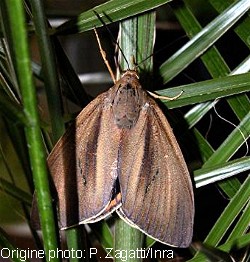 Papillon ravageur des palmiers