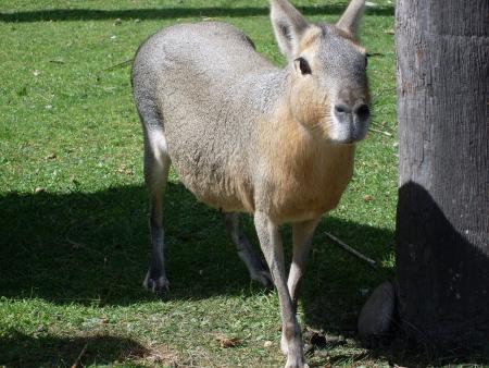 MON VOYAGE A BUENOS AIRES