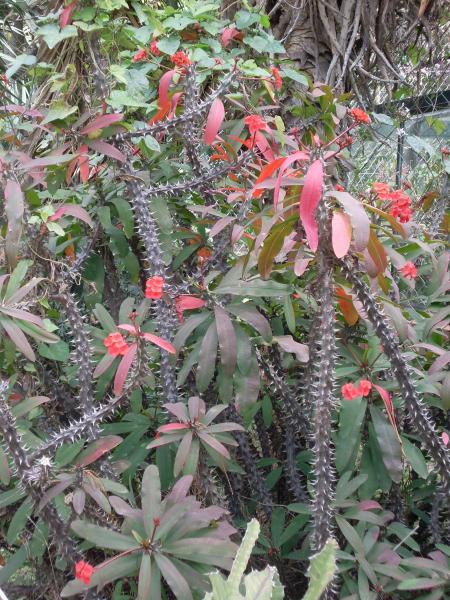 MON VOYAGE A BUENOS AIRES