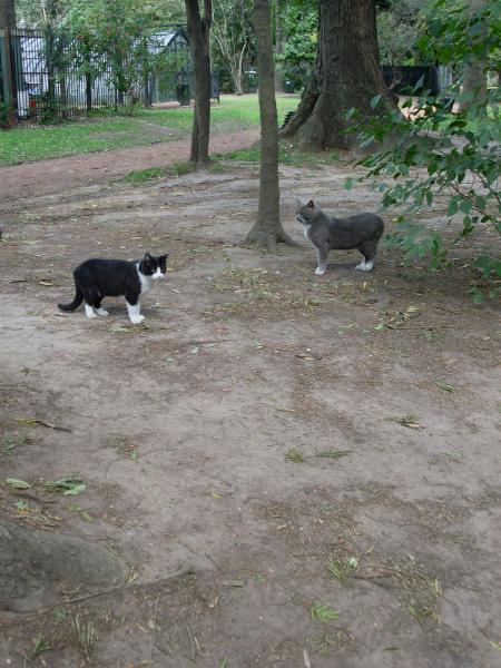 MON VOYAGE A BUENOS AIRES