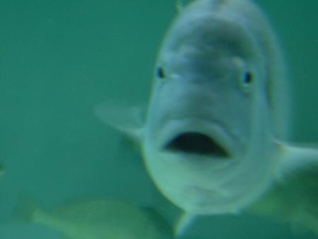 MON VOYAGE A BUENOS AIRES