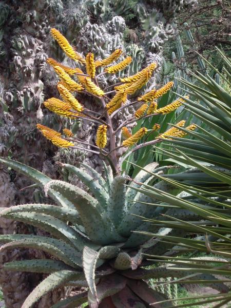 MON VOYAGE A BUENOS AIRES