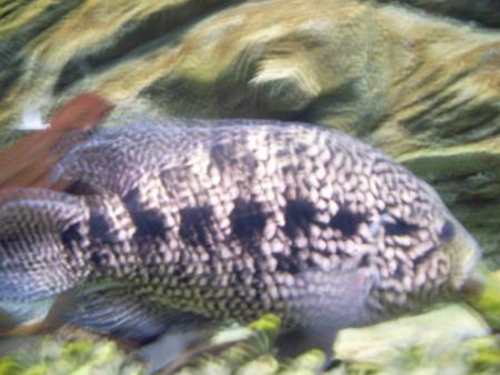 MON VOYAGE A BUENOS AIRES