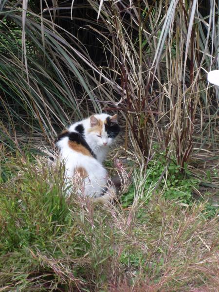 MON VOYAGE A BUENOS AIRES