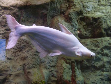 MON VOYAGE A BUENOS AIRES