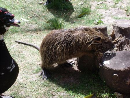 MON VOYAGE A BUENOS AIRES